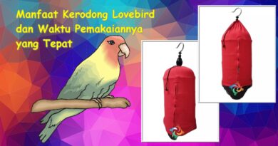 kerodong-lovebird-header